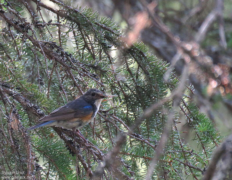 Red-flanked Bluetail male adult breeding, habitat, pigmentation, feeding habits