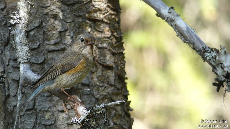 Red-flanked Bluetail female adult