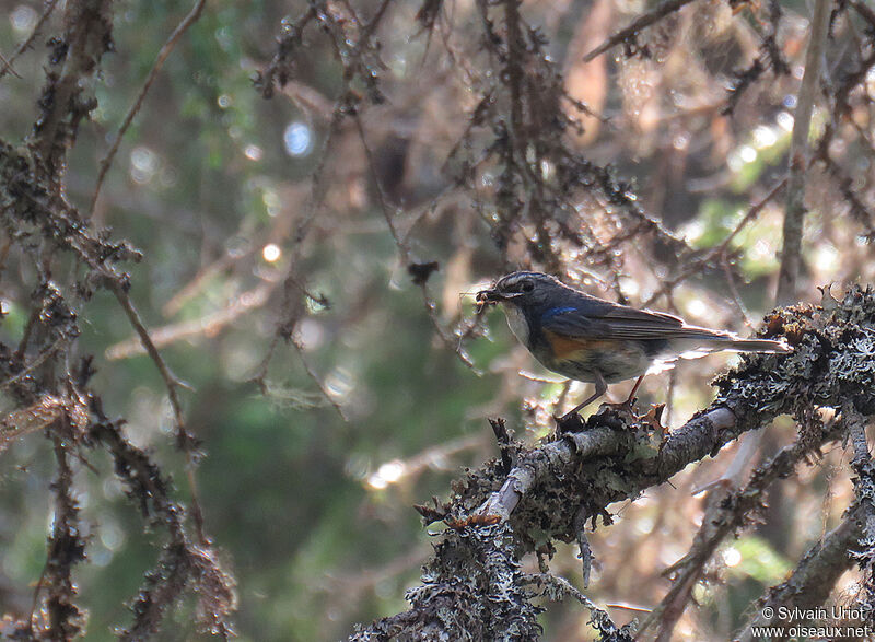 Red-flanked Bluetail male adult breeding, habitat, feeding habits