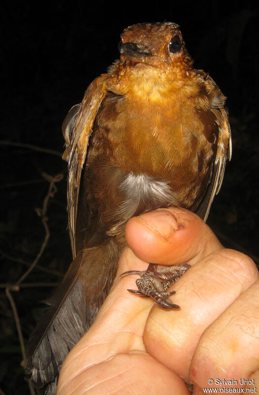Black-tailed Leaftosser, identification