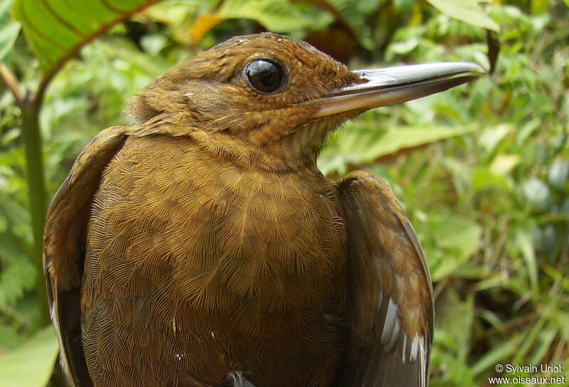 Black-tailed Leaftosser, close-up portrait