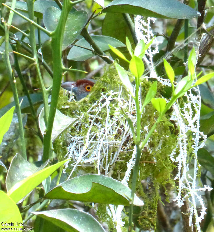 Rufous-browed Peppershrikeadult, Reproduction-nesting