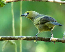 Palm Tanager