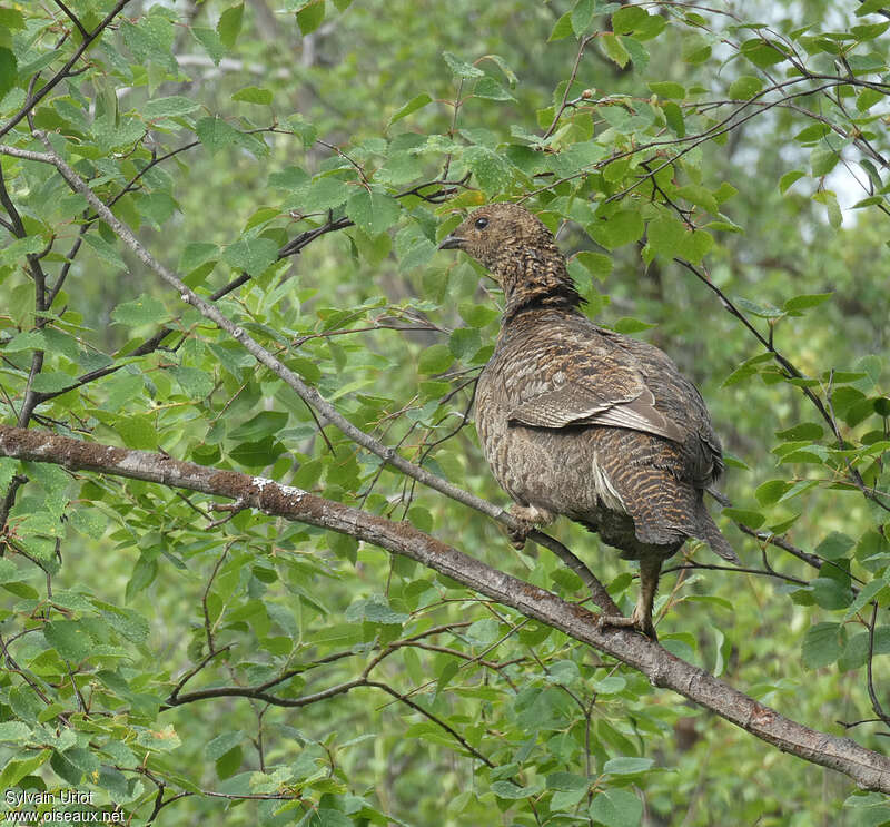 Black Grouse female adult, habitat, Behaviour