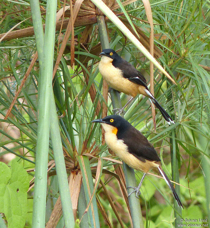 Black-capped Donacobius female adult, courting display
