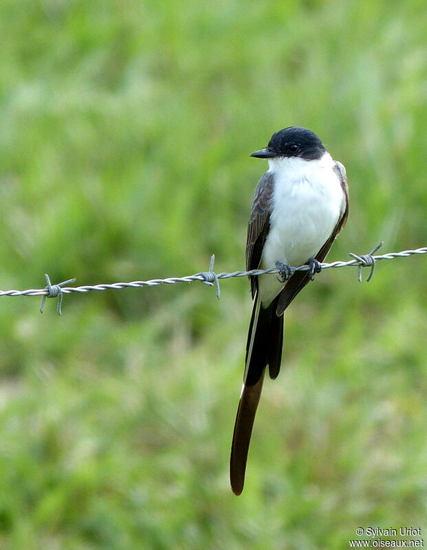 Fork-tailed Flycatcher female adult