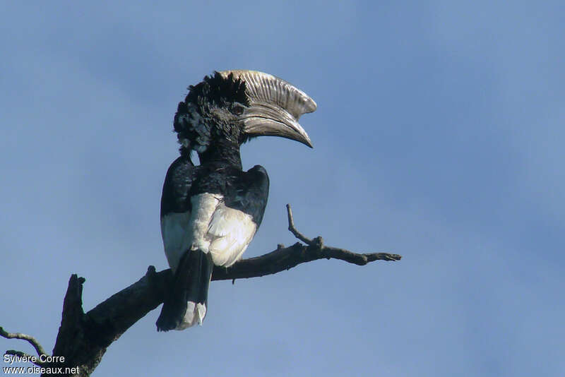 Black-and-white-casqued Hornbill male adult