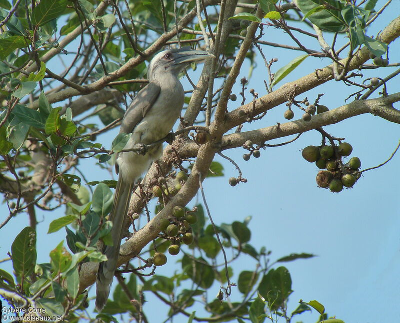 Indian Grey Hornbill female adult