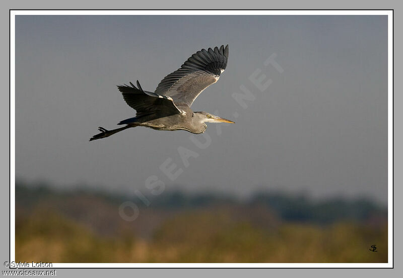Grey Heron, Flight