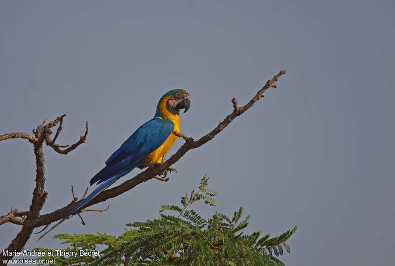 Blue-and-yellow Macaw, identification