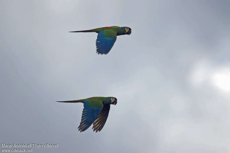 Blue-winged Macaw, pigmentation, Flight