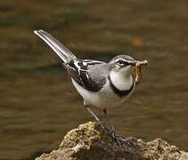 Mountain Wagtail