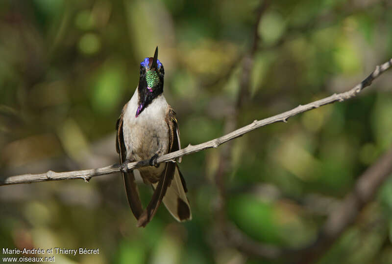 Colibri noble mâle adulte