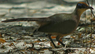 Red-capped Coua