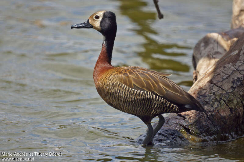 White-faced Whistling Duck, identification