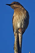 Madagascar Starling