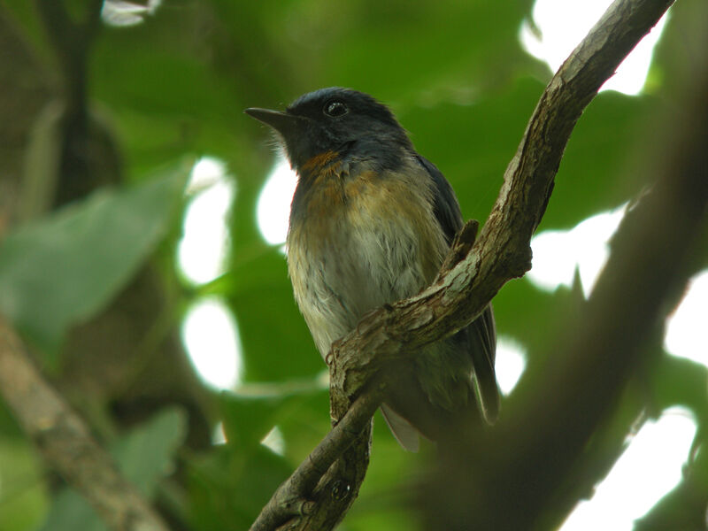 Blue-throated Blue Flycatcher male
