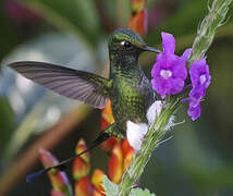 White-booted Racket-tail