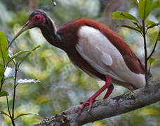 Madagascar Ibis