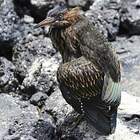 Héron des Galapagos