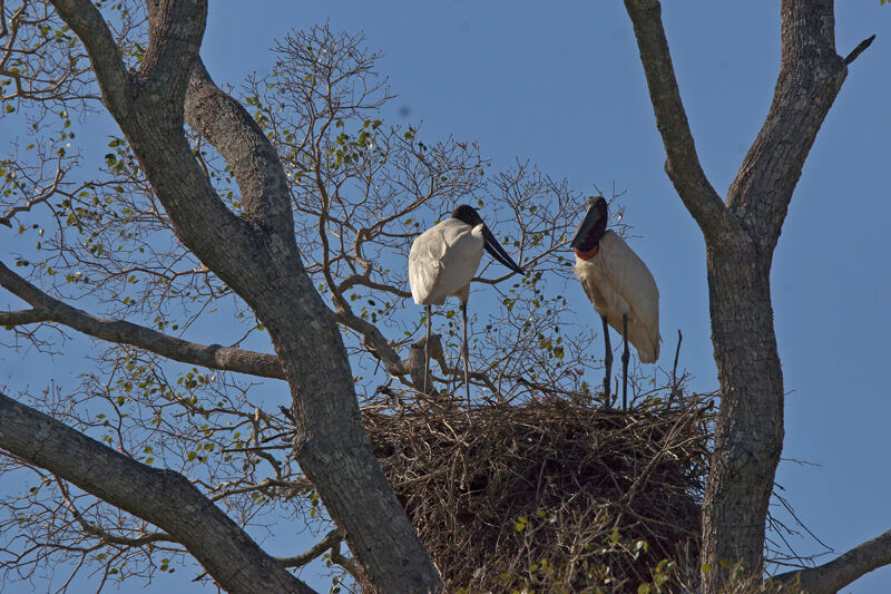 Jabiru, Reproduction-nesting