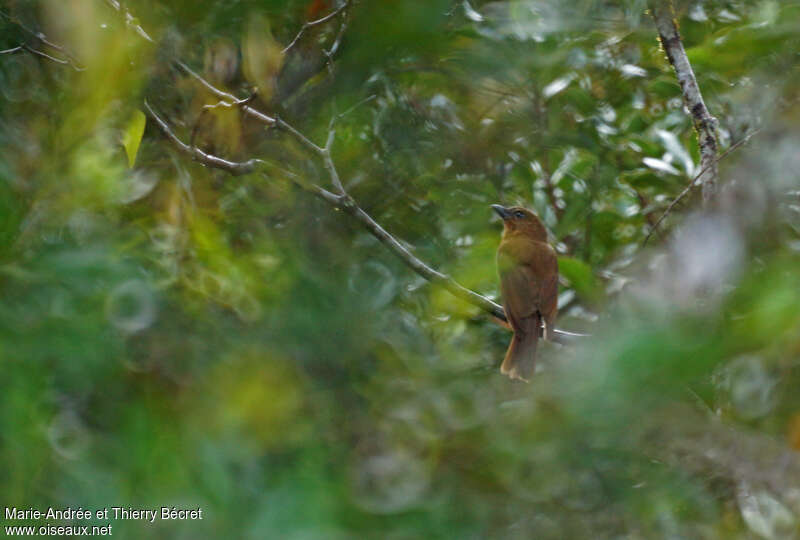 MacGregor's Bowerbird, identification