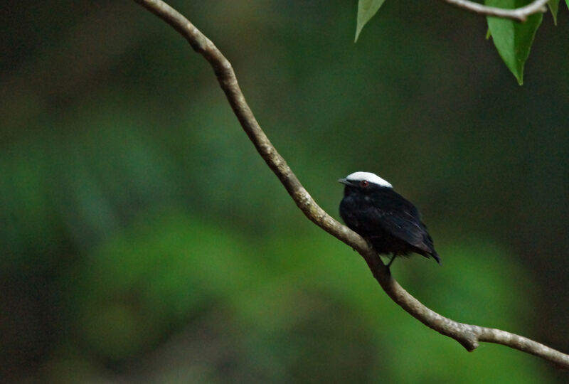 White-crowned Manakin male