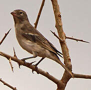 Yellow-spotted Bush Sparrow