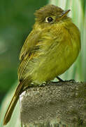 Yellowish Flycatcher