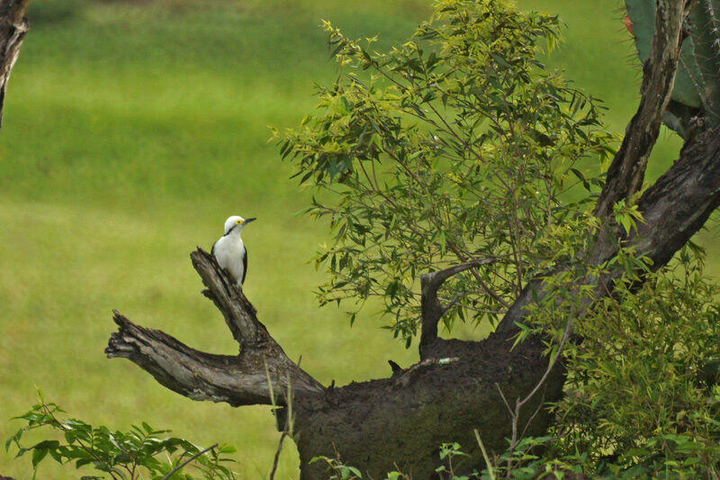 White Woodpecker