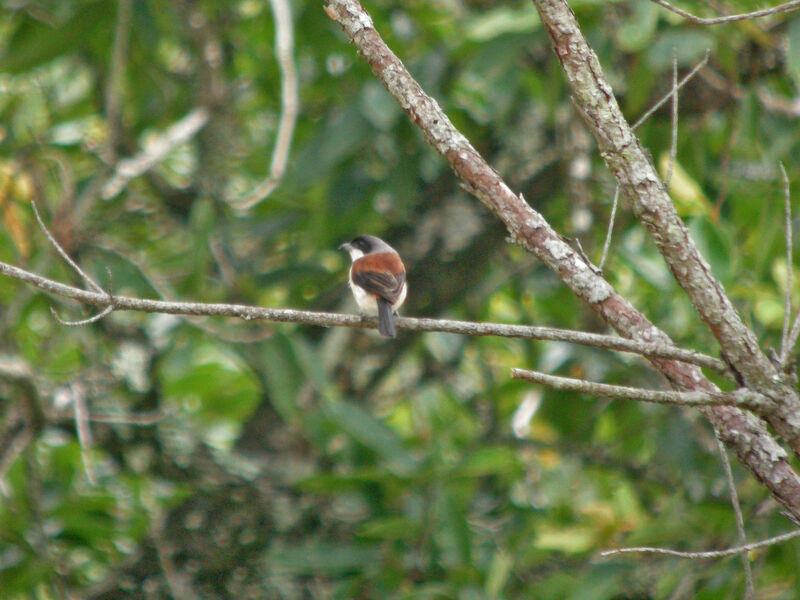Burmese Shrike