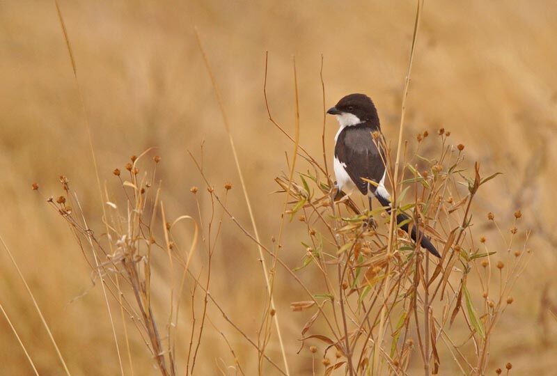Long-tailed Fiscal