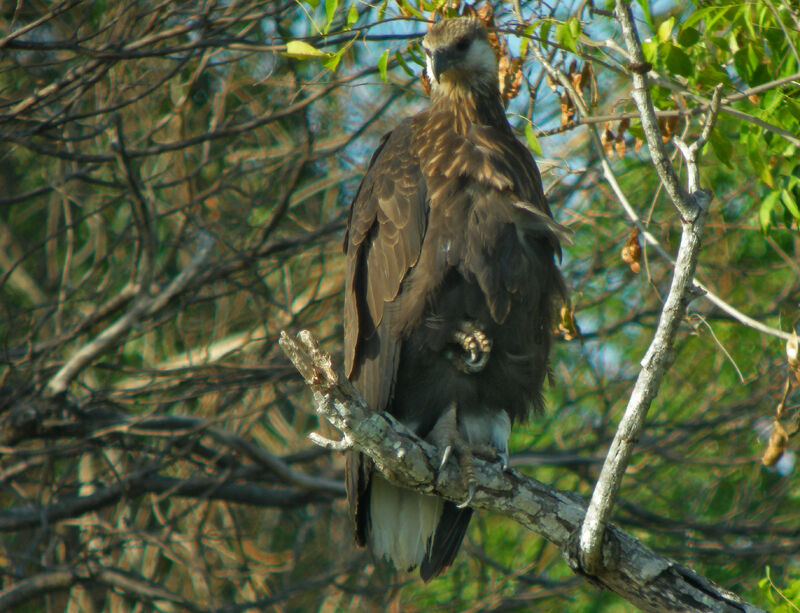 Madagascar Fish Eagle