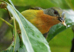 Ruby-cheeked Sunbird