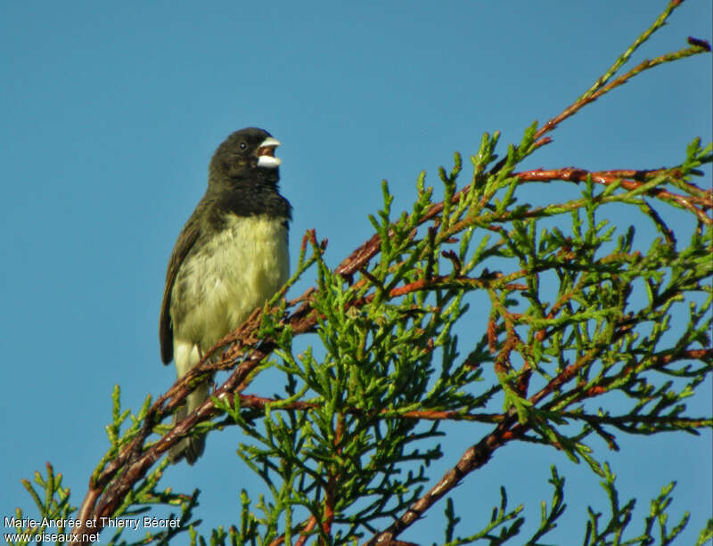 Yellow-bellied Seedeater male adult, pigmentation, song