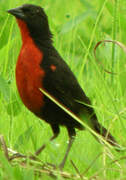 Red-breasted Meadowlark