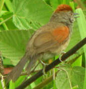 Cinereous-breasted Spinetail