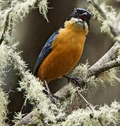 Chestnut-bellied Mountain Tanager