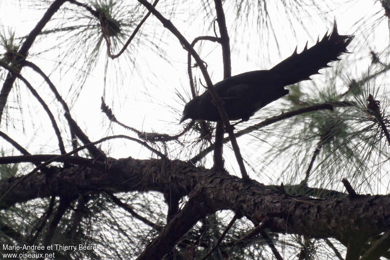 Ratchet-tailed Treepie, identification
