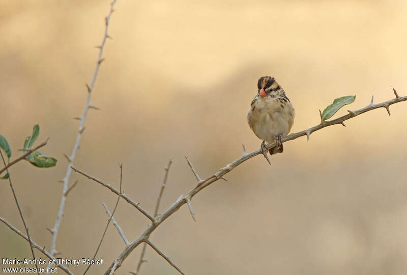 Pin-tailed Whydah female adult post breeding, pigmentation