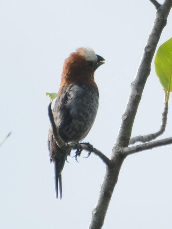 Thick-billed Weaver male adult