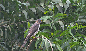 African Cuckoo-Hawk