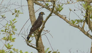 African Cuckoo-Hawk
