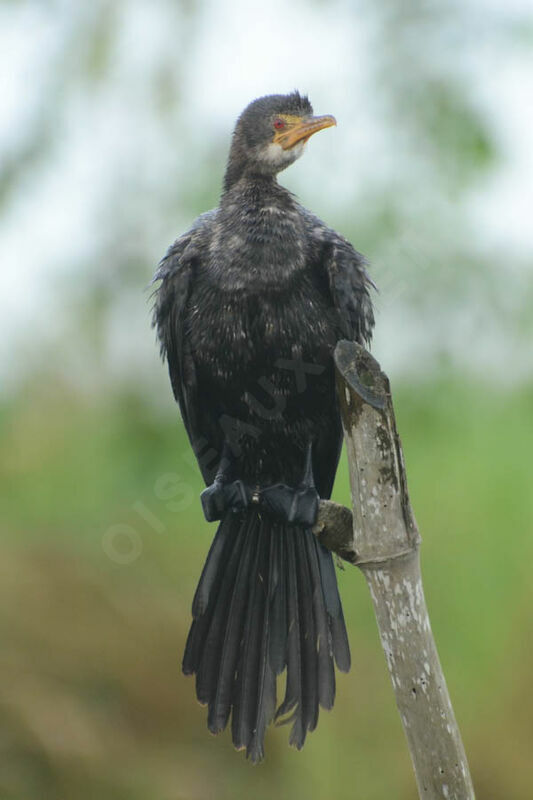 Cormoran africainadulte internuptial, identification