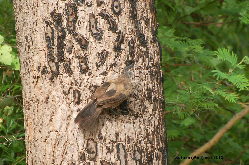 Brown Babbler, identification