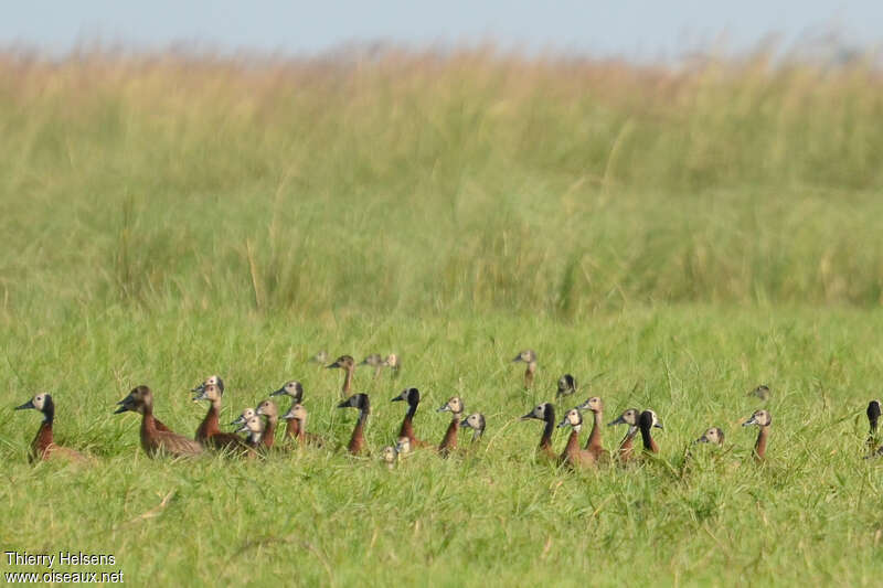 White-faced Whistling Duck, pigmentation