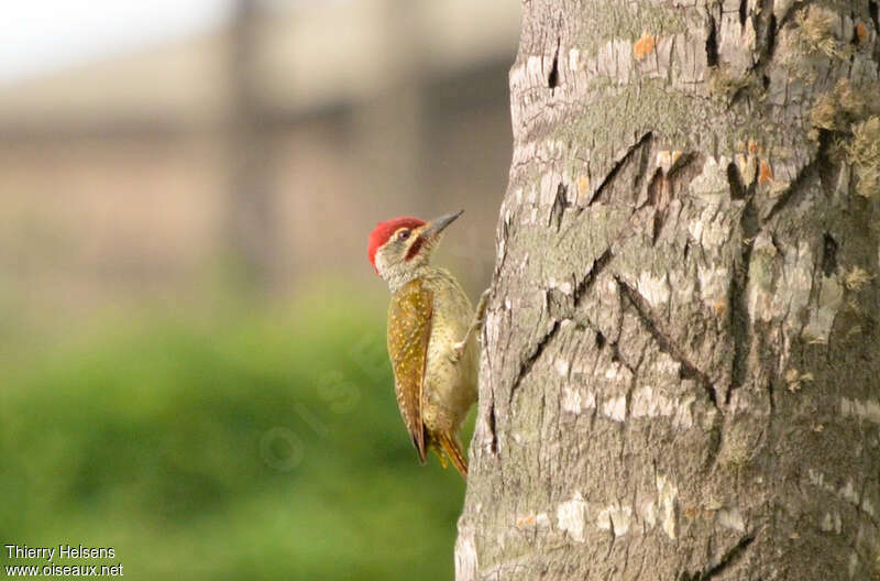 Fine-spotted Woodpecker male adult, identification