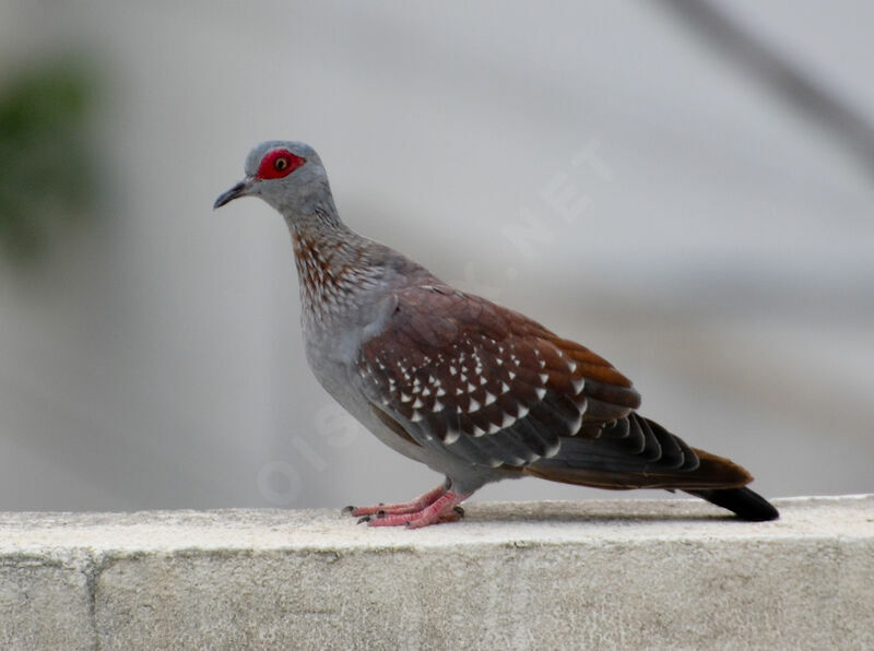Pigeon roussardadulte, identification