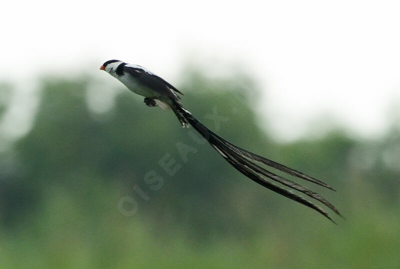 Pin-tailed Whydahadult breeding, Flight