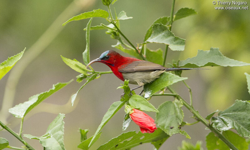 Crimson Sunbird male adult